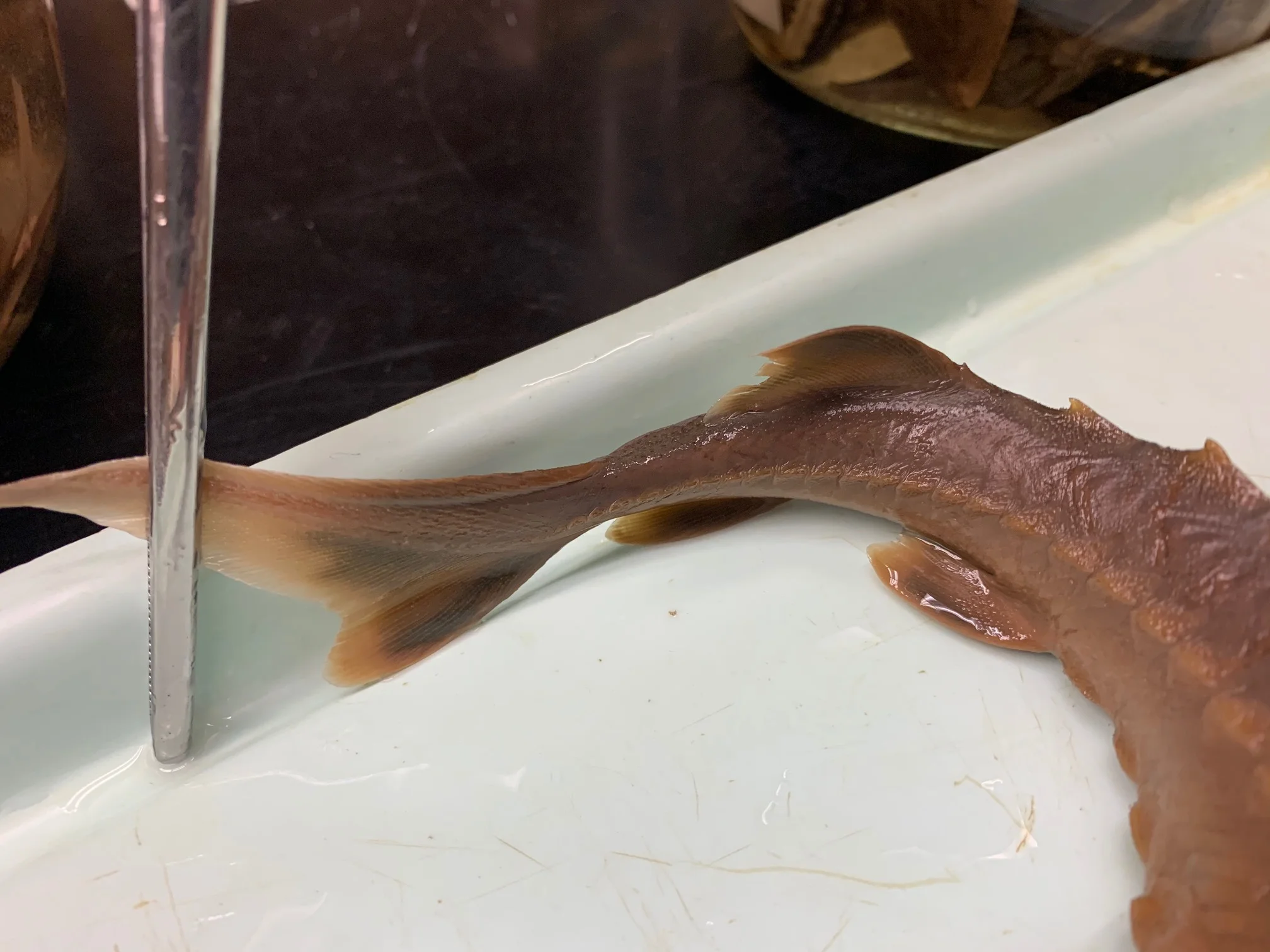 <p>What sturgeon is this?</p>