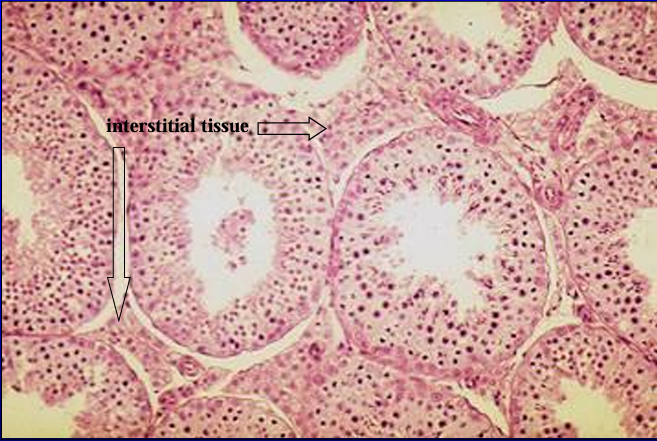 <p>Feline seminiferous tubules. </p><p>In this section of the feline testis, note the abundant interstitial tissue between the seminiferous tubules (in comparison to the scanty interstitial tissue seen in the canine testis)</p>
