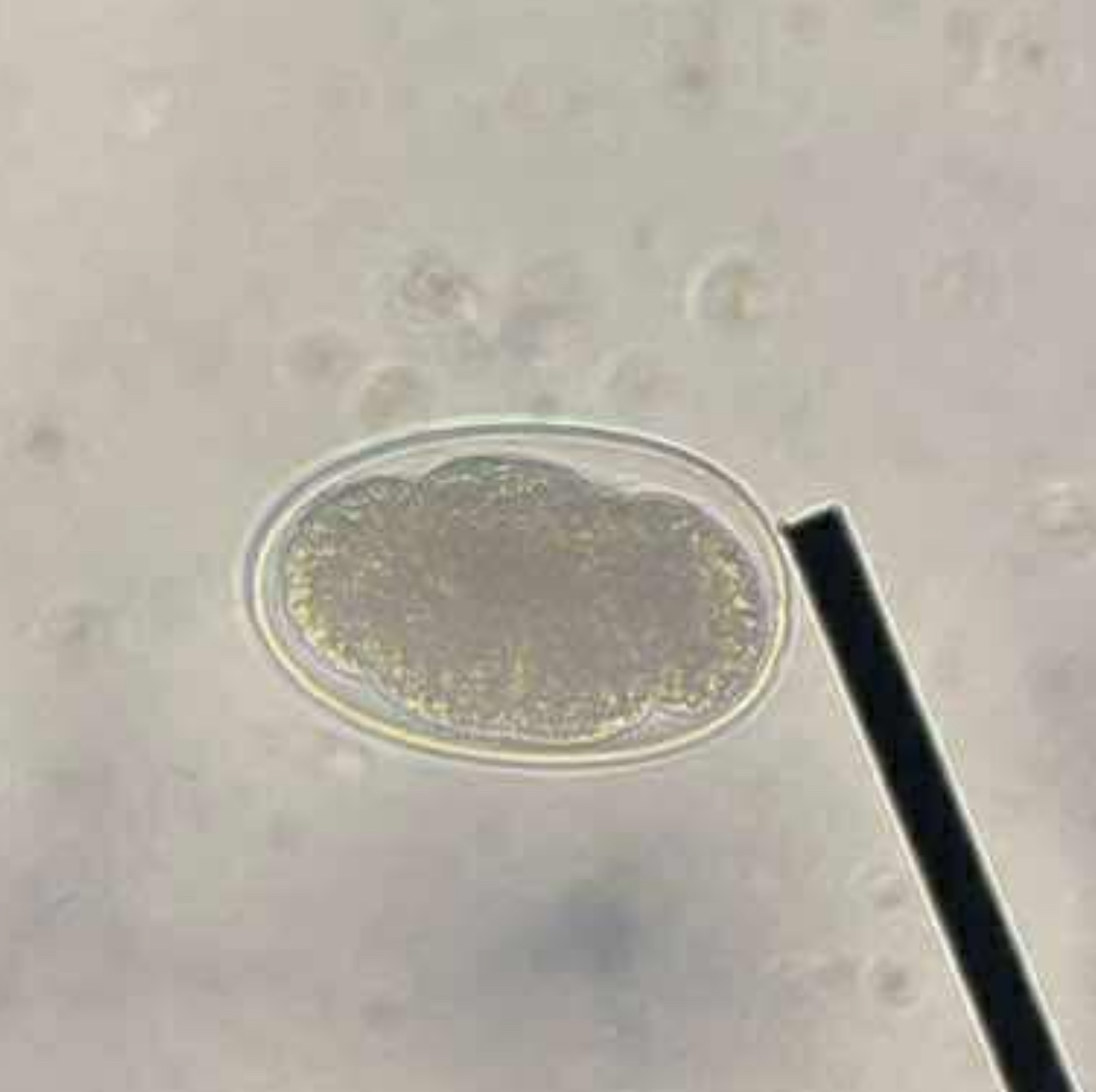 <p>A. identify the organism</p><p>B. what group does this organism belong to</p>