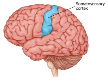 <p>Processes sensory input from the body, including touch, pressure, and temperature. Located at the front of the parietal lobe.</p>