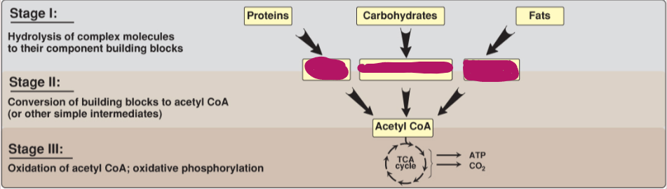 <p>Fill in the stages of metabolism.</p>