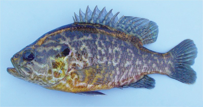 <p><em>Lepomis galosus </em></p><p>Checkered pattern on body and spines</p><p>Large mouth</p>