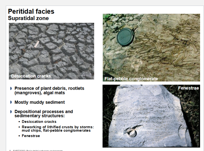 <p>Supra tidal zones:</p><ul><li><p>desiccation cracks</p></li><li><p>flat-pebble conglomerate</p></li><li><p>fenestrae</p></li></ul><p></p>