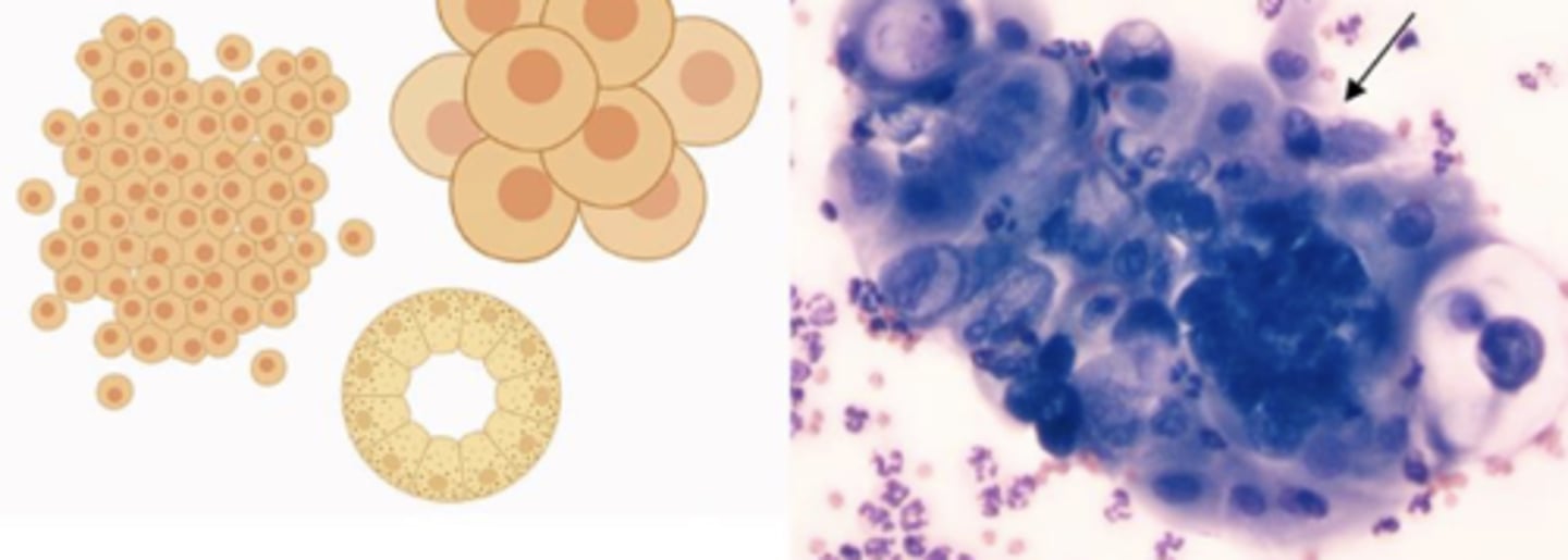 <p>What category of cells are these?</p>