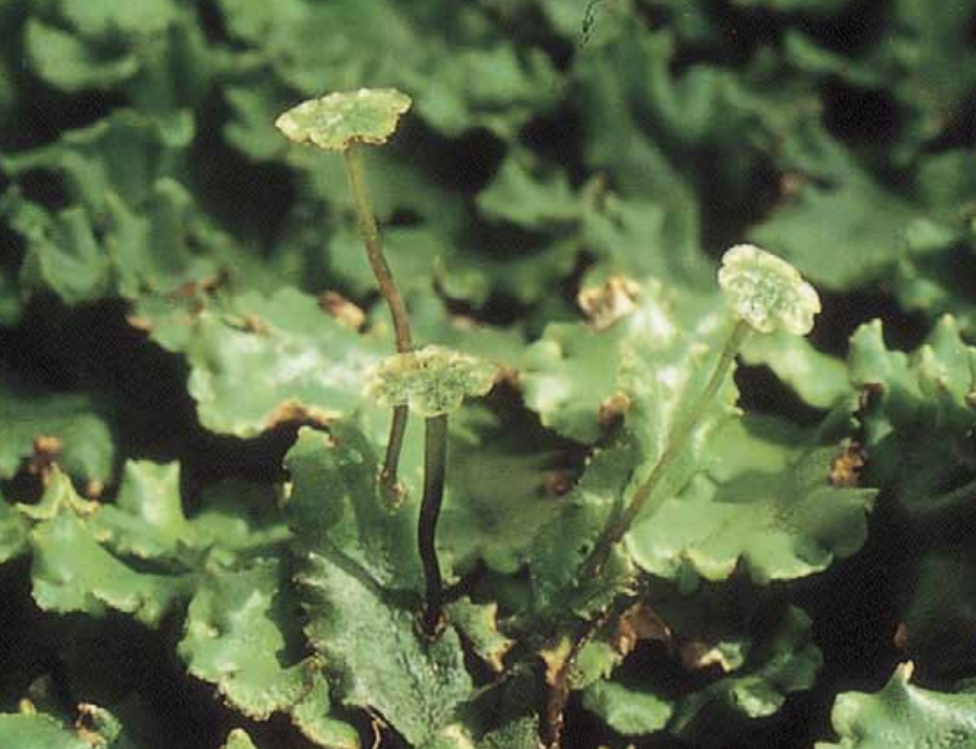 <p>Dichonmouly branched, and the gametangia are borne on structures called gamtophores.</p><p>Unisexual, and the antheridia are borne on disk headed gamtophores- antheridiophores </p><p>Archegonionophores, borne on umbrella-headed gamtophores </p><p>Thallus, is a flattened that is not differentiated into root, stem or leaf, separated by upper and dorsal layers</p><p>Contains pores that are used for gas exchange </p>