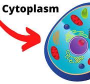 <p>cytoplasm</p>