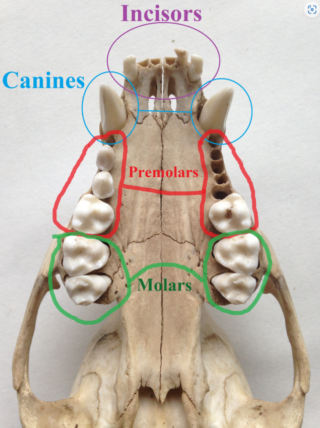 <p>Incisors = Are sharp, chisel-like teeth that help cut into food</p><p>Canines = Are pointy and used for tearing apart food and holding food</p><p>Premolars &amp; Molars = Are flat and rigid, mostly used for grinding plant material</p>