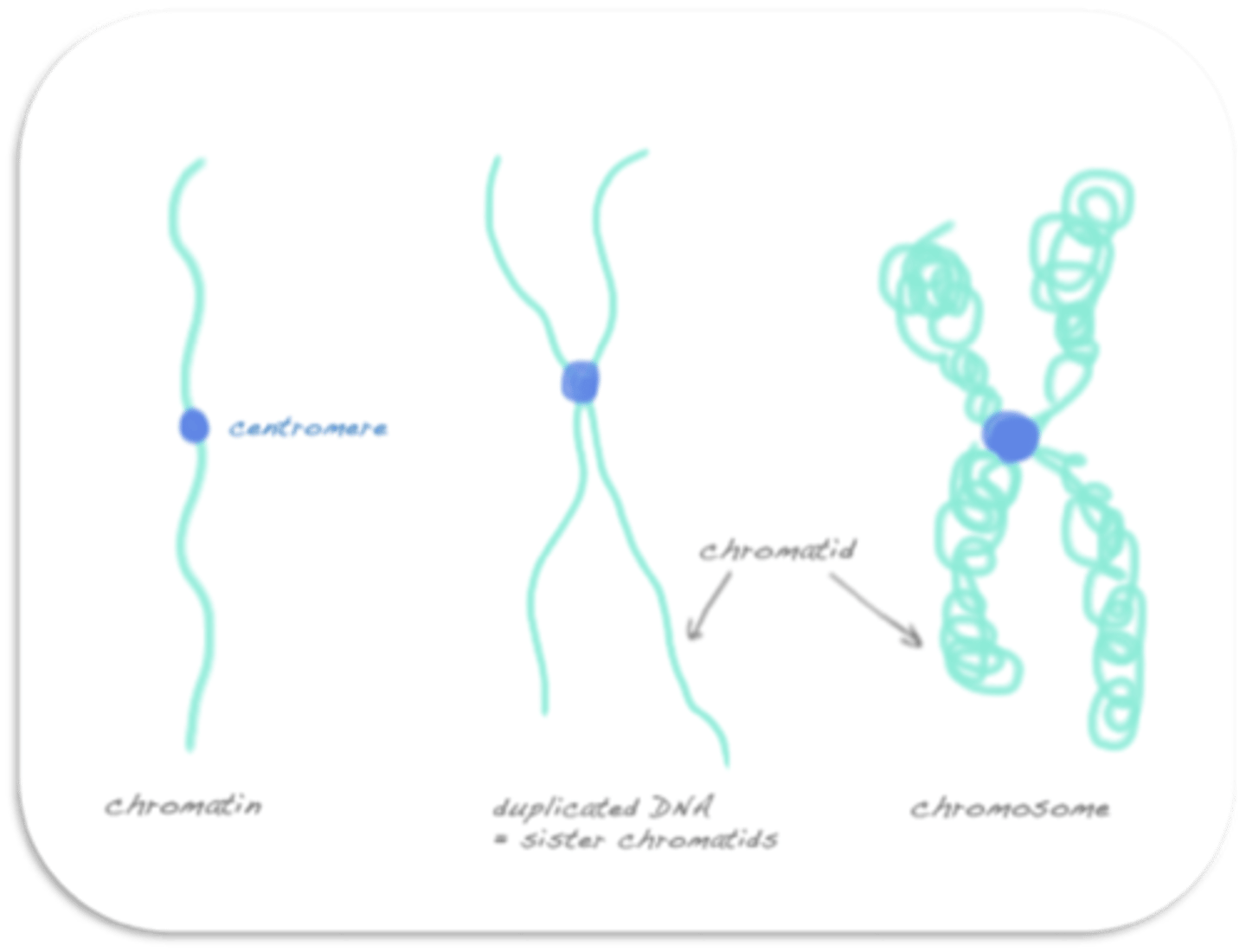 <p>d. chromosomes, sister chromatid</p>