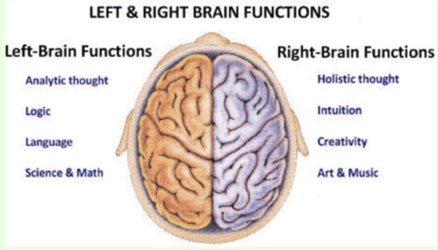 <p>- analysis of information; recognition of serial events</p><p>- language</p><p>- mathematical computation (logical; linear)</p><p>- projects to right side of body</p>