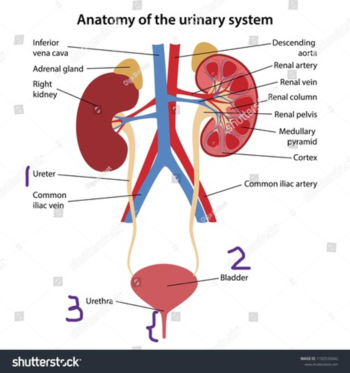 knowt flashcard image