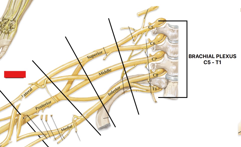 <p>Which part of the brachial plexus is:</p><ul><li><p>In between branches and divisions</p></li></ul><p></p>