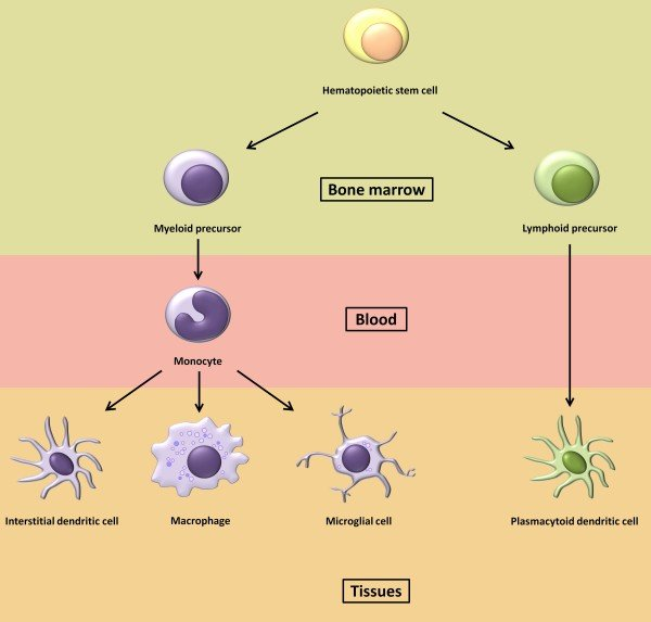<ol><li><p>Monoblast: No cytoplasmic granules</p></li><li><p>Promonocyte</p></li><li><p>Monocyte</p></li><li><p>Macrophage</p></li></ol><p></p>