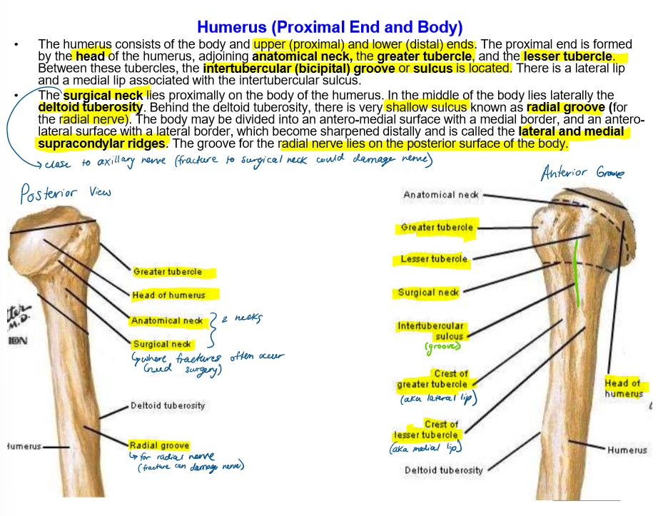 <ul><li><p>head</p></li><li><p>greater tubercle </p></li><li><p>lesser tubercle </p></li><li><p>intertubercular groove/sulcus</p></li><li><p>sugircal neck </p></li><li><p>deltoid tuberosity </p></li><li><p>radial groove</p></li><li><p>lateral and media supracondylar ridges </p></li></ul><p></p>
