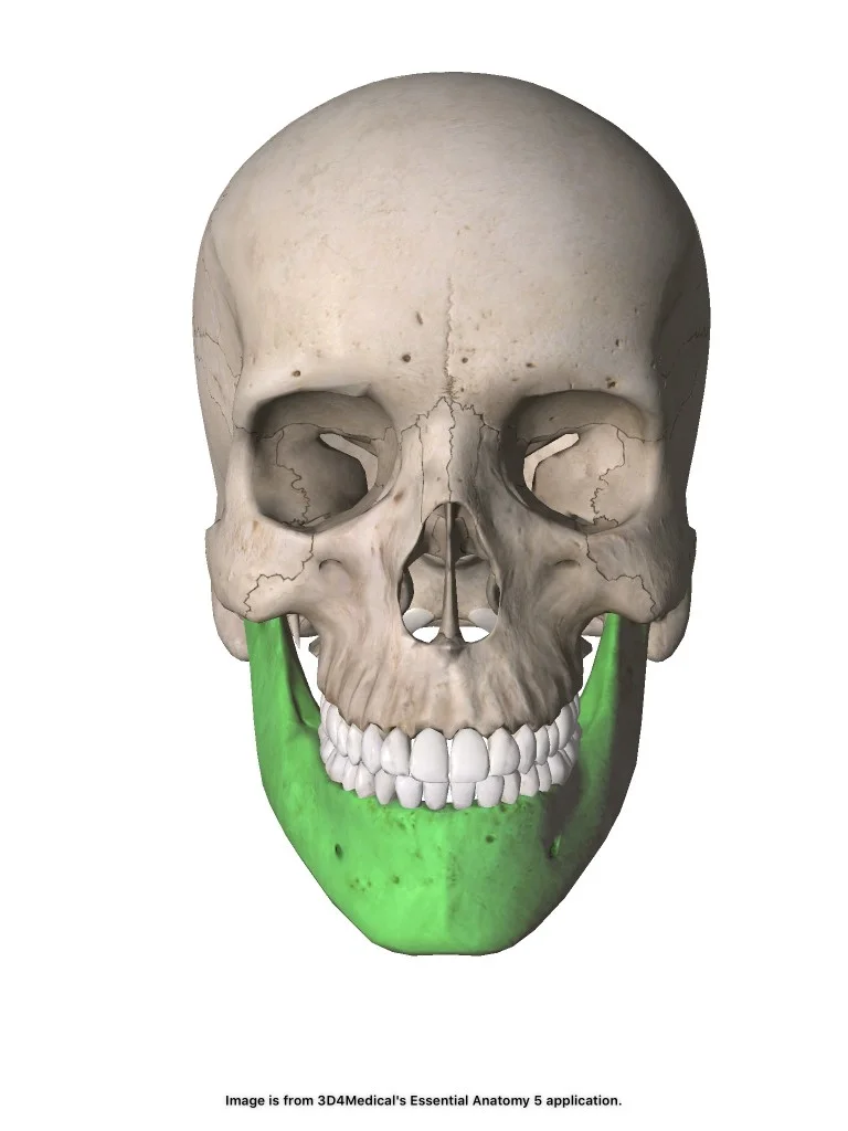 <p>Underkäken. Oparigt. Fäster fast undre trandraden. Viscerocranium.</p>