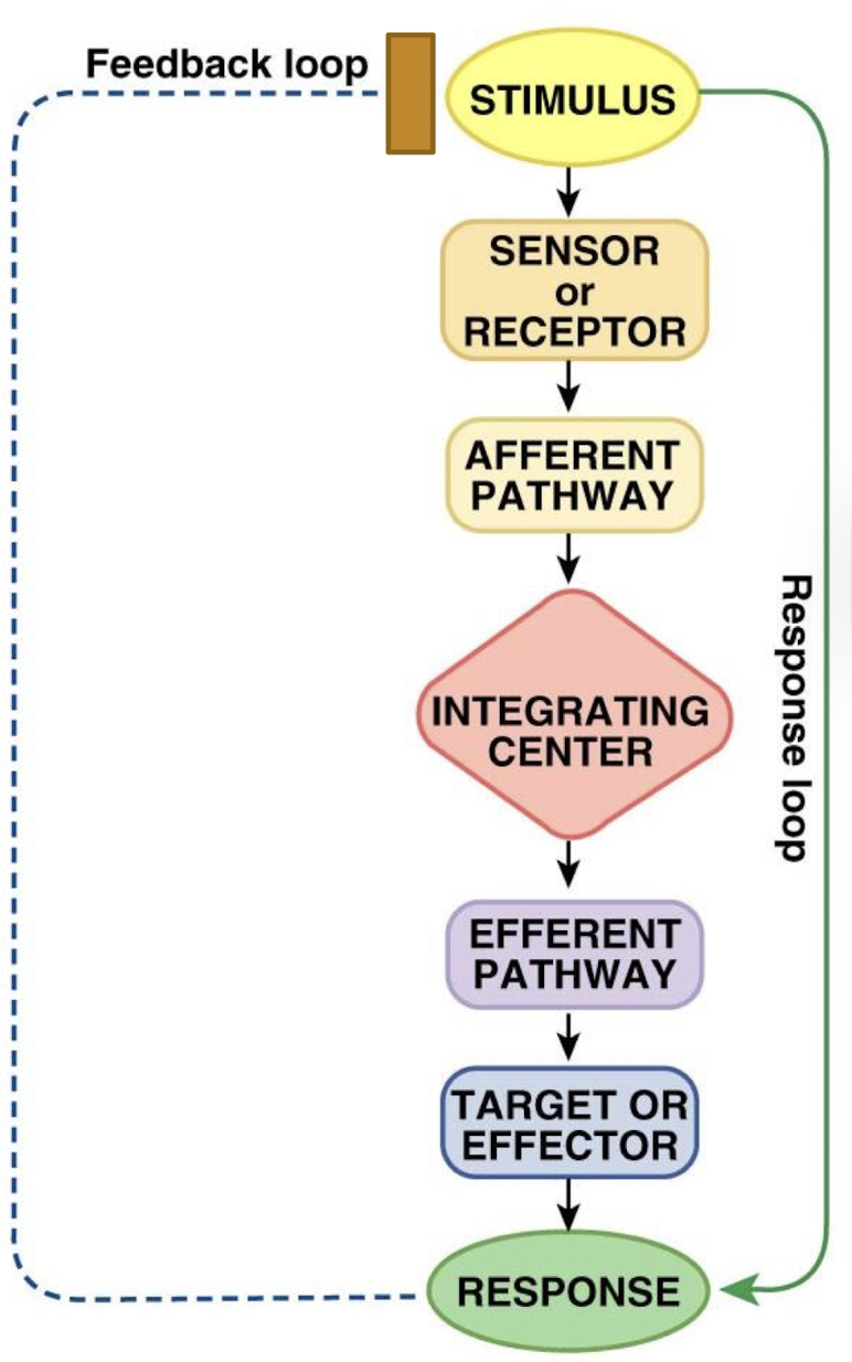 <p>physiological or behavioral change that affects the level of the regulated variable</p>