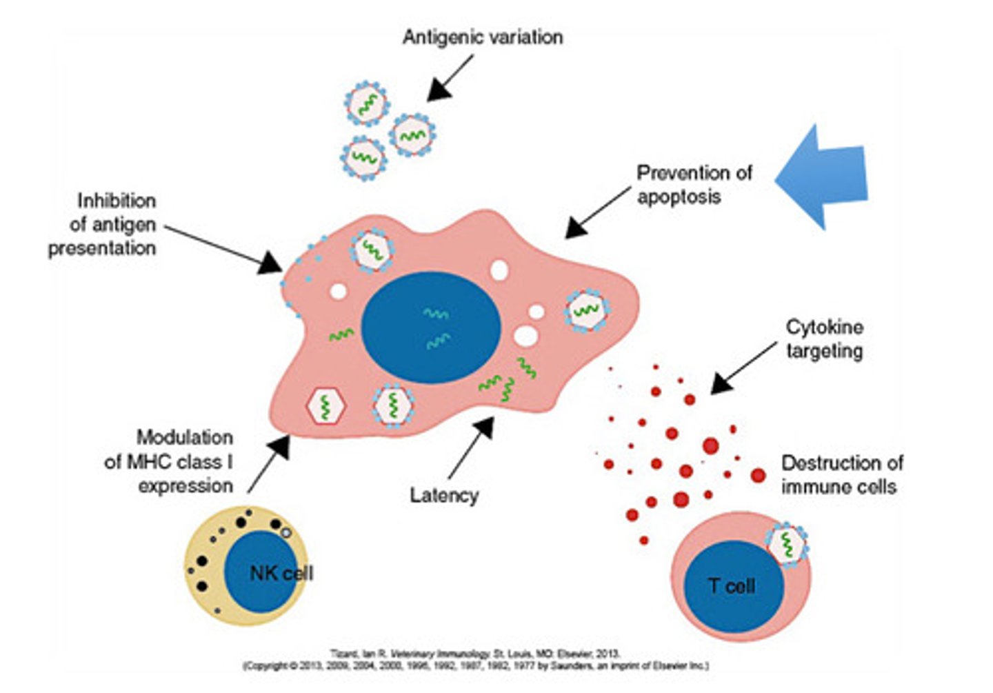 <p>-programmed cell death</p><p>-body's protective response as when the cell dies, virus will also die</p><p>-some viruses like pox viruses and herpesviruses produce cascade inhibitors that protect cells against death</p>