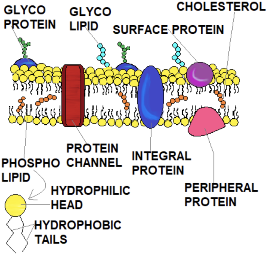 <p>Cholesterol (membrane component)</p>