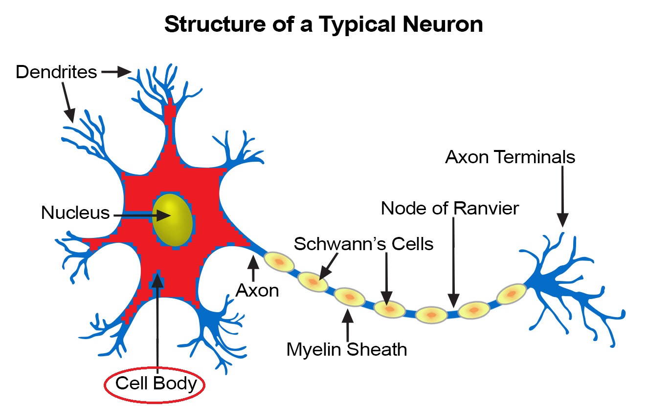 <p>contains the nucleus</p>