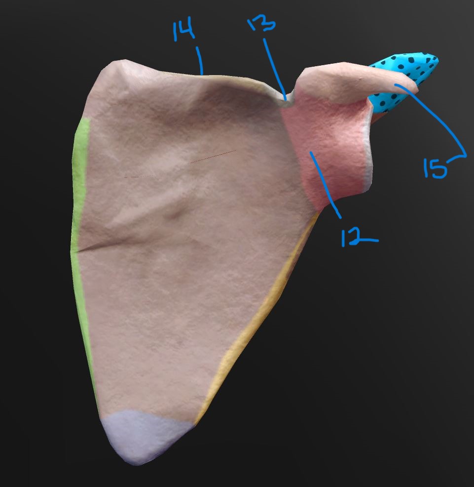 <p>Label scapula15</p>