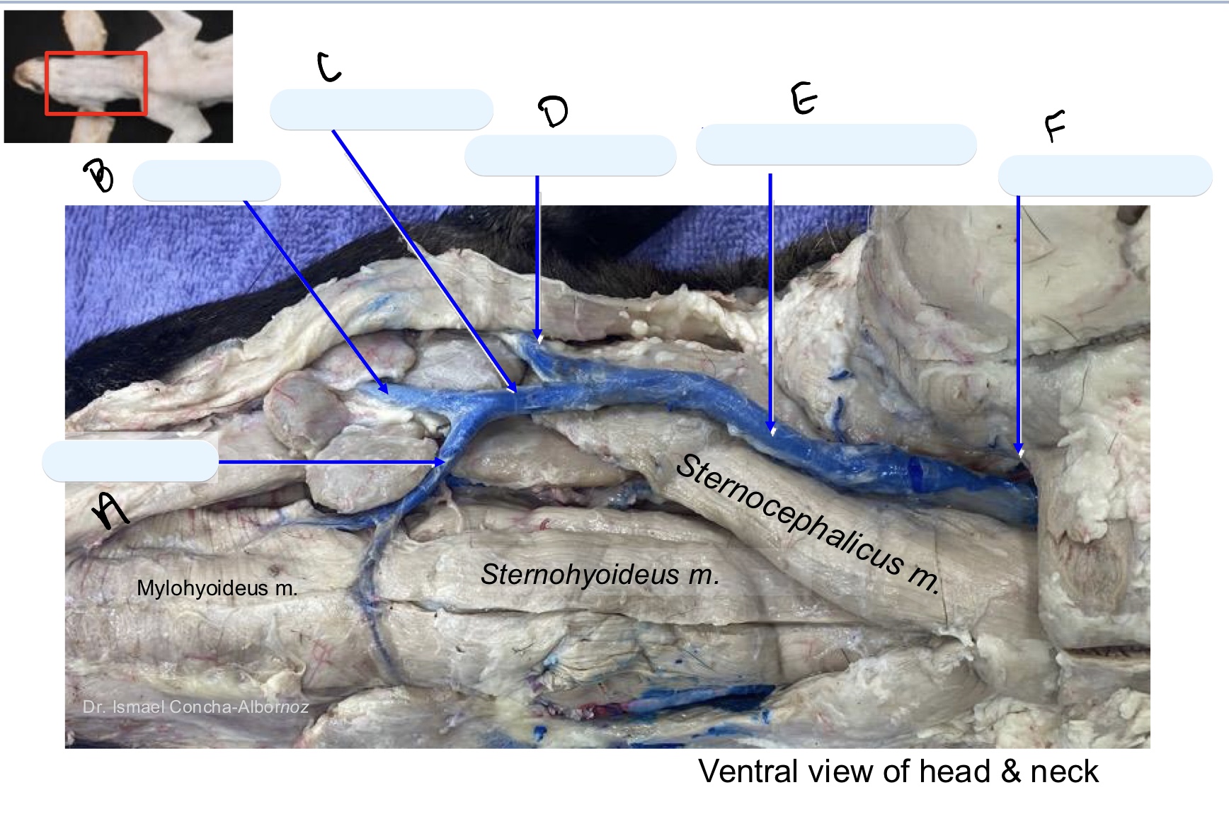 <p>Name the structure(s) indicated by d, e, and f.</p>
