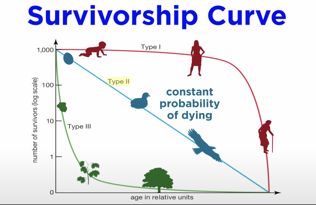 <p><strong>Life table</strong>: a record of survival and reproduction rates in a population. Divided by age, size, or developmental stage. They are used to asses patterns of mortality and growth rate. </p><p><strong>Survivorship curve:</strong> Number of members of groups still alive at an age</p><p>Type 1: Humans (high rates of survival) </p><p>Type 2: Constant change of dying </p><p>Type 3: Early death rate but established maturity&nbsp;</p><p></p>