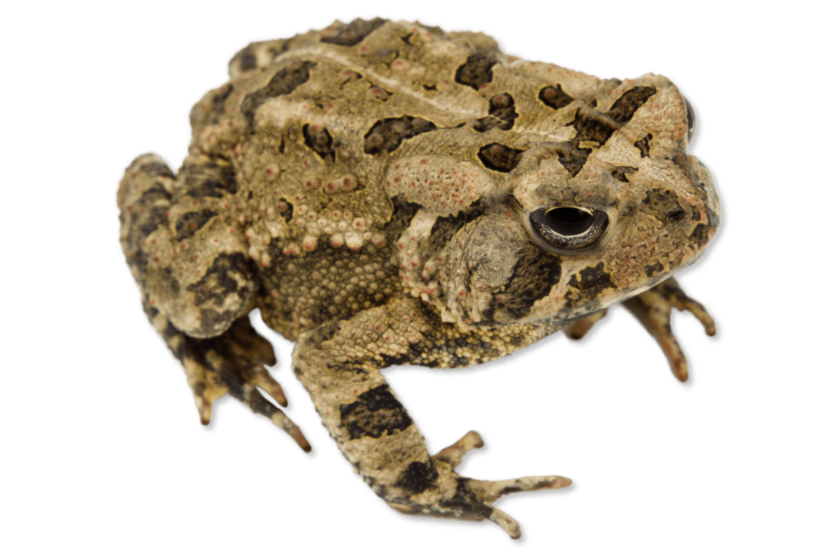 Fowler’s Toad