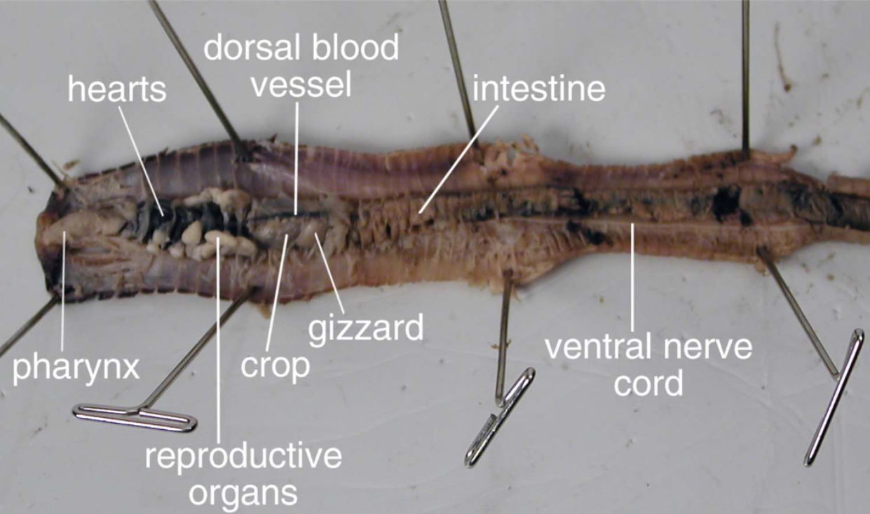 <p>-Mouth</p><p>-Anus</p><p>-Pharynx</p><p>-Crop</p><p>-Gizzard</p><p>-Intestine</p><p>-Septa</p><p>-Clitellum</p>
