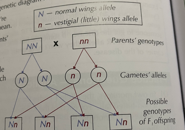 knowt flashcard image