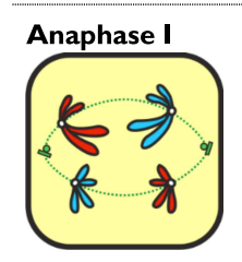 <ul><li><p>Bivalents<strong> separate</strong> &amp; homologous chromosomes move to<strong> opposite poles</strong></p></li><li><p>Chromatids<strong> do not</strong> separate</p></li></ul><p></p>