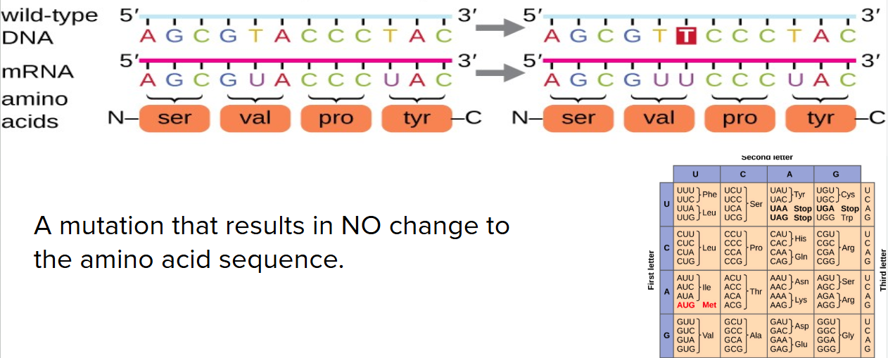 <p>A nucleotide change that does not affect the amino acid coding<br>ex) GUA turns into GUU but both still code for the same amino acid, Valine</p>