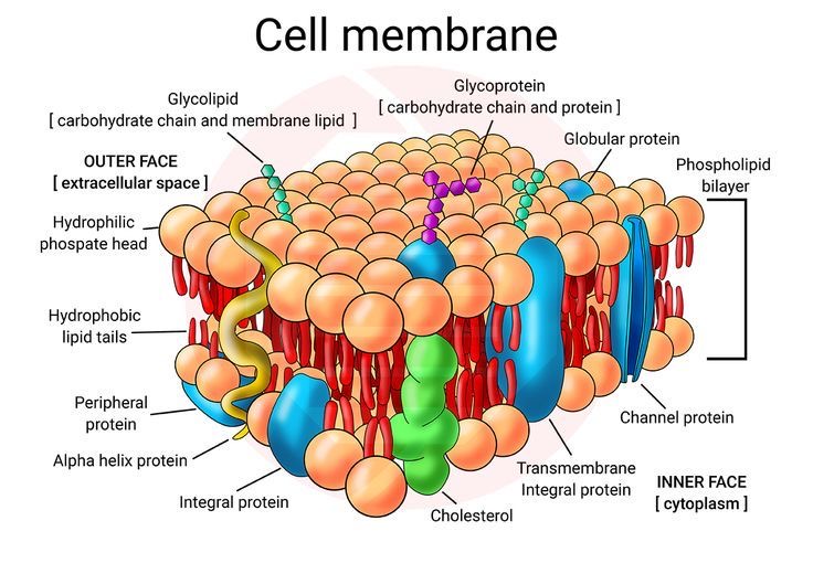 <p>cell membrane</p>