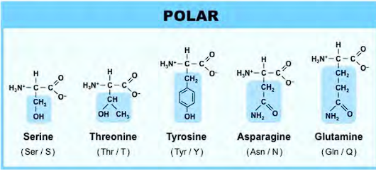 <p>made polar because of an OH group, oxygen and NH2 group</p><ol><li><p>the one letter codes are STRAIGHTFORWARD except for Asparagine &amp; Glutamine. </p></li><li><p>Asparagine is Asn, Glutamine is Gln. </p></li><li><p>Serine and Threonine &amp; Tyrosine are the only polar AA with OH groups. Asparagine and Glutamine are (NH2, O). </p></li></ol><p></p>