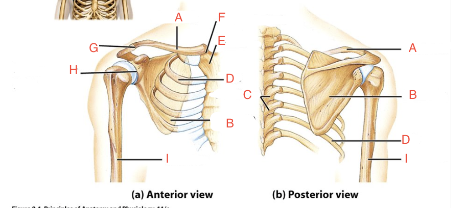 <p>B</p>