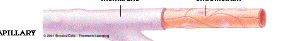 <ul><li><p>arterioles branch off into smaller blood vessels called capillaries</p></li></ul><p></p>