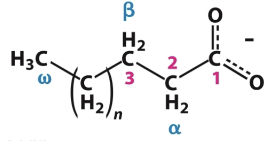 <p>Fatty acid carbon atoms are usually numbered beginning with the carboxyl terminal carbon atom</p>