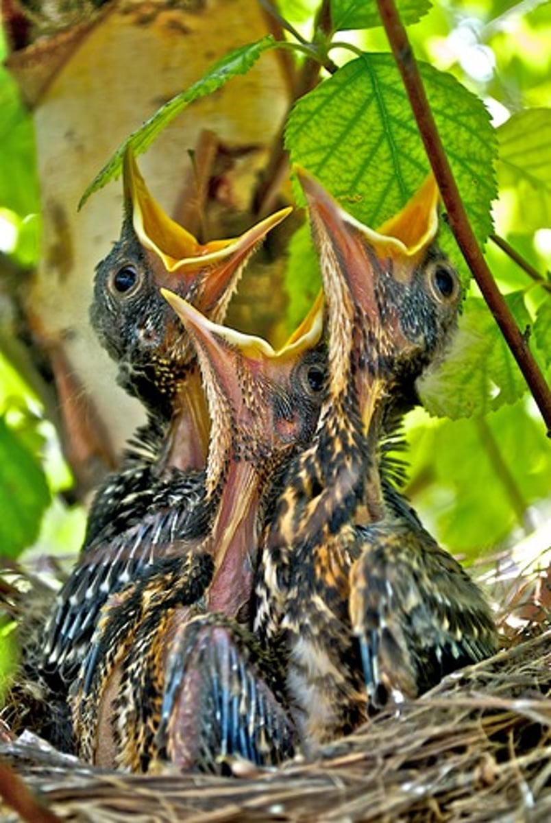 <p>specific, inborn behavior patterns characteristic of an entire species; thought to account for human behavior until 1920s when it was learned that 1) behavior is learned, 2) behavior is rarely rigid and inflexible, 3) behavior to instinct means nothing; ex. Salmon swim upstream to spawn, spiders spin webs</p>