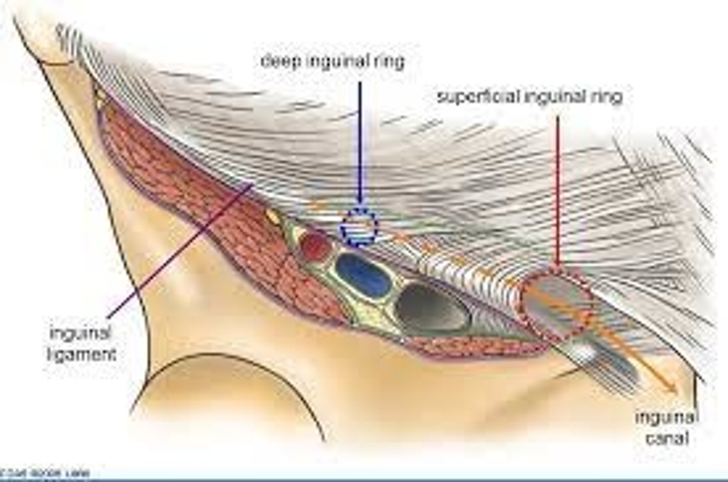 <p>lateral cutaneous nerve</p><p>iliopsoas</p><p>femoral nerve</p>