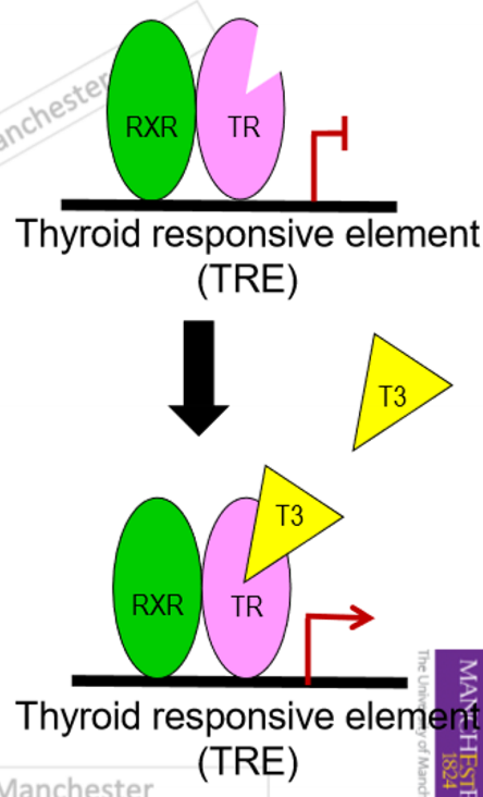 <ul><li><p>thyroid hormone receptor(TR)</p></li><li><p>TR alpha and beta </p></li><li><p>found in nucleus </p></li><li><p>heterodimer with retinoid X receptor </p></li><li><p>works as a transcription factor </p></li><li><p>binds to thyroid responsive elemen(TRE)</p></li><li><p>increased 15 fold affinity for t3 than t4, so t3 more active </p></li><li><p>increased gene transcription </p></li><li><p>can also inhibit gene transcription</p></li></ul><p></p>