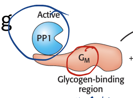 <p>Catalytic Subunit—Glycogen-binding subunit (Gm)</p><ul><li><p>Gm subunit and all it’s enzymes connected directly to PP1 (so PP1 is highlyy active on the enzymes in the Gm)</p></li></ul><p></p>