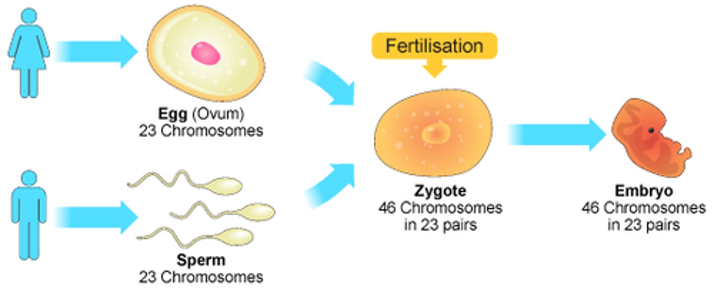 <p>DNA is transcribed into RNA and translated into proteins that determine traits</p>