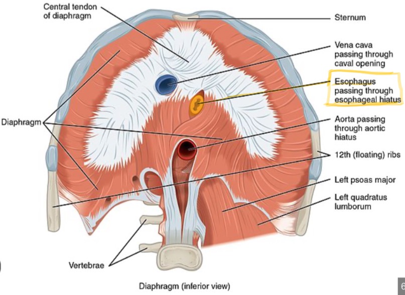 <p>Diaphragmatic opening for esophagus and vagus nerves.</p>