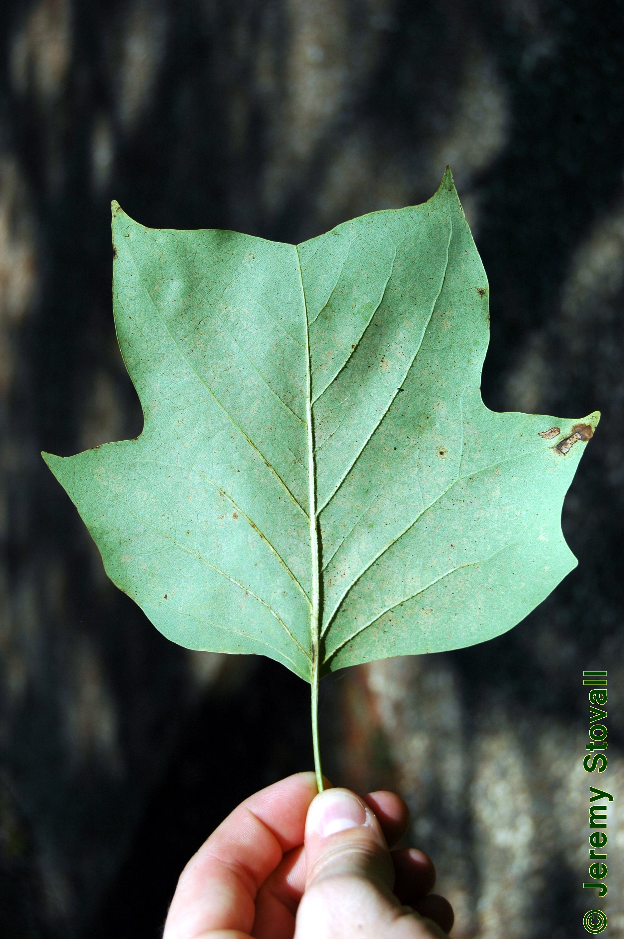 <p>Leaf apex?</p>