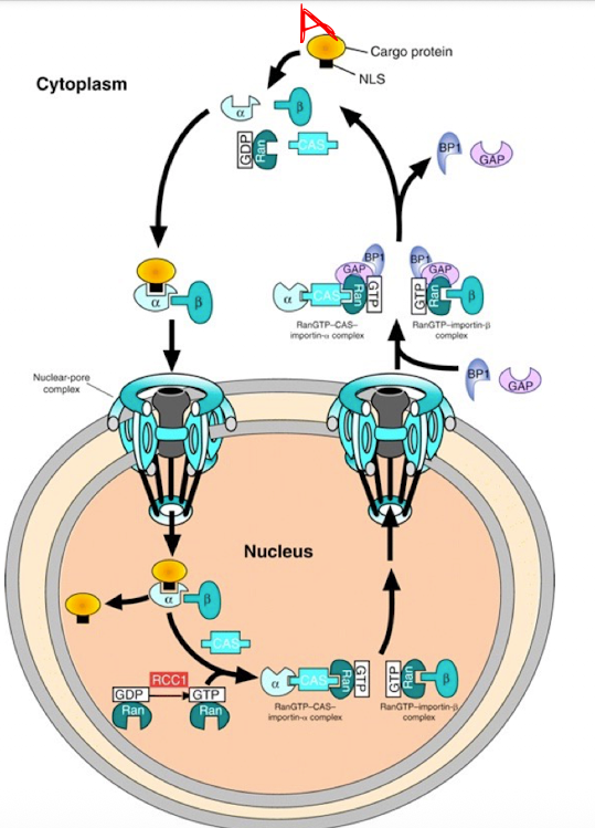 <ol><li><p>Cargo Recognition in Cytoplasm</p><ul><li><p>Protein A (w/NLS) binds to Importin-<span>α</span></p></li><li><p><span>Importin-α then recruits Importin-β → forms a trimeric complex (Protein A + α + β)</span></p></li></ul></li><li><p>Transport Through Nuclear Pore</p><ul><li><p>whole complex moves through the nuclear pore complex into the nucleus</p></li></ul></li><li><p>Dissociation in Nucleus</p><ul><li><p>Inside the nucleus, Ran-GTP binds to Importin-<span>β, causing it to release</span></p></li><li><p><span>Then, CAS binds to Importin-α in the presence of Ran-GTP, helping release the cargo (Protein A) and exporting α</span></p></li></ul></li><li><p>Recycling to Cytoplasm</p><ul><li><p><span>α-CAS-Ran-GTP and β–Ran-GTP complexes diffuse back to the cytoplasm</span></p></li></ul></li><li><p>Reset by Ran-GAP</p><ul><li><p>In the cytoplasm, Ran-GAP converts Ran-GTP → Ran-GDP, which releases Importins</p></li><li><p>Ran-GDP goes back into the nucleus where RCC1 (Ran-GEF) regenerates Ran-GTP</p></li></ul></li></ol><p></p>