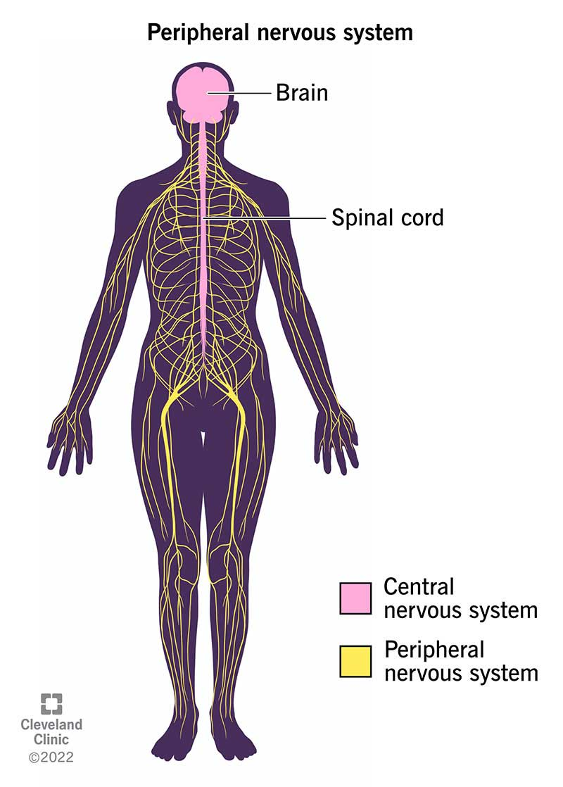 <p>Central nervous system, the brain and spinal cord. </p><p>Peripheral nervous system, all the other nerves</p>