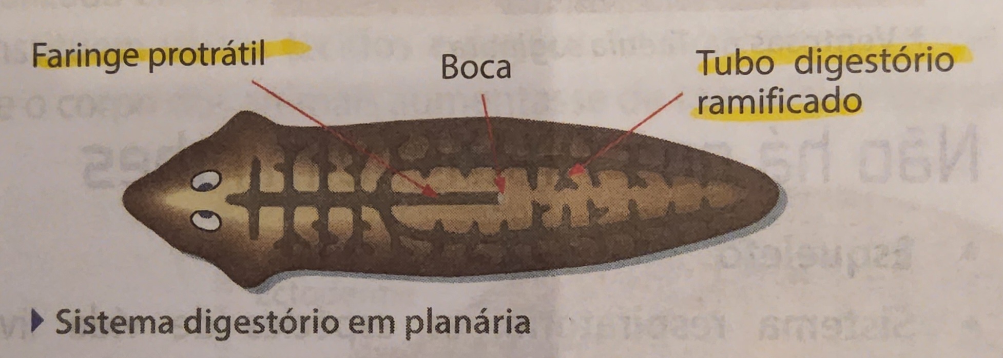<ul><li><p>‘bolinhas de neurônio’, <strong>gânglios cerebrais</strong> ligados entre si por cordões nervosos</p></li><li><p>aurículas - paladar e olfato</p></li><li><p>ocelos - olhos primitivos</p></li><li><p>ventral (hiponeuro)</p></li></ul>