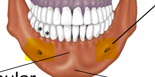 <p>Two holes where nerves go through - under teeth - where dentist numbs when filling</p>