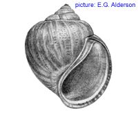<p>Pila (Apple Snail)</p>