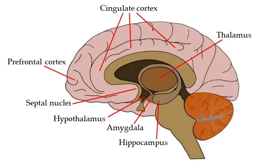 <p>Several brain structures under cortex. Controls learning, emotion, memory, and motivation.</p>