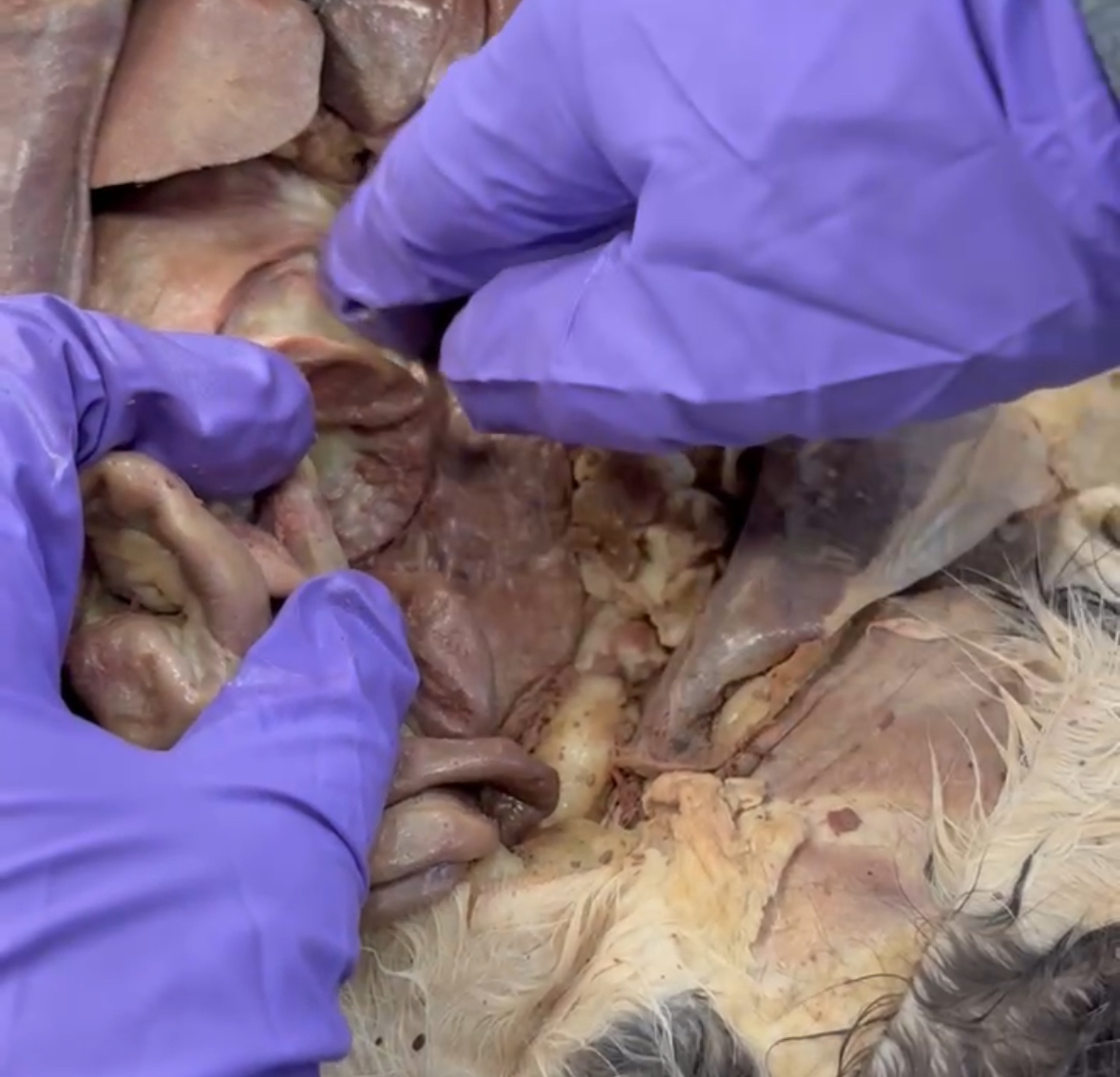 <p>Part of Colon *top pointer finger</p>