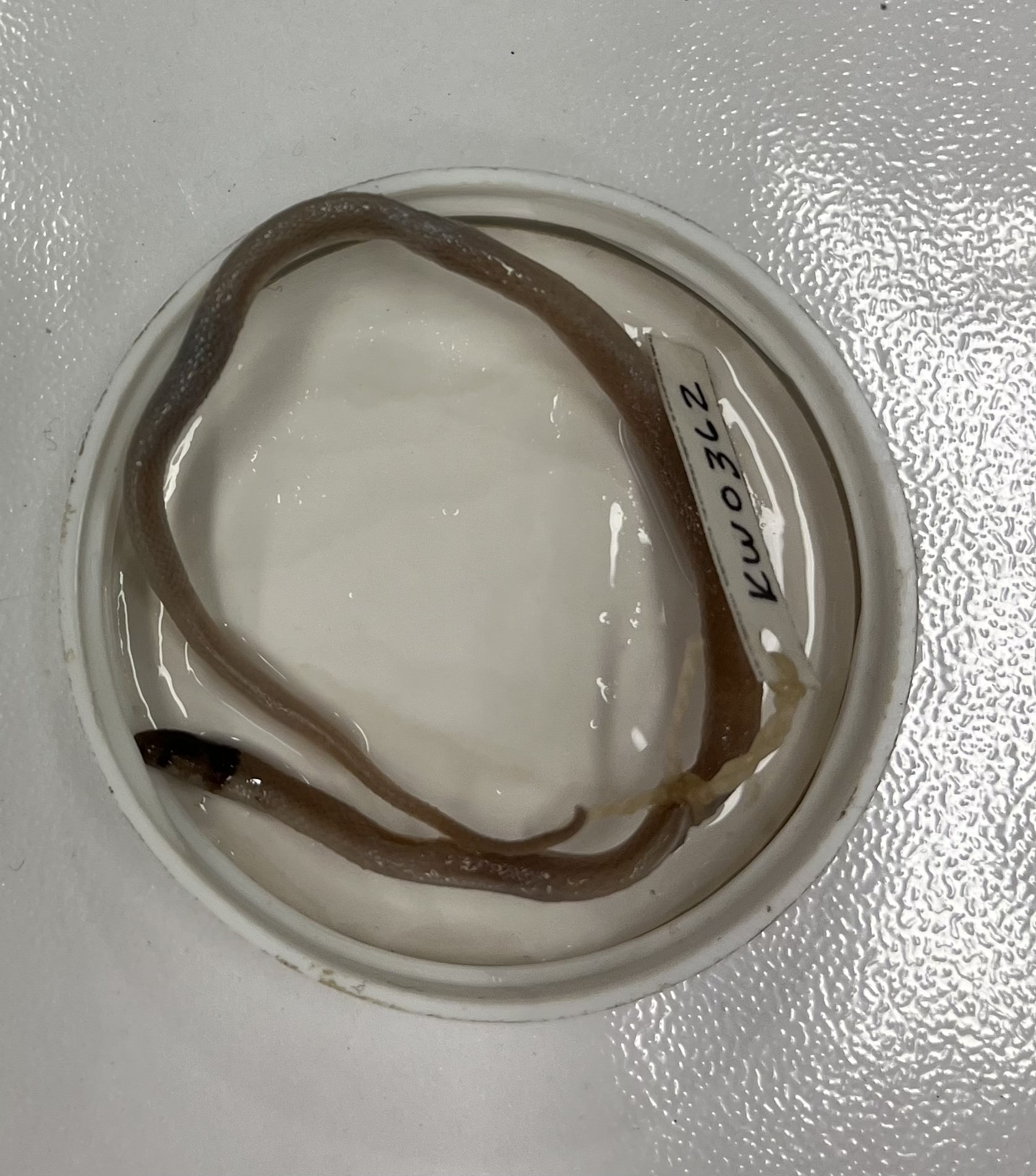 <ul><li><p>very thin</p></li><li><p>short</p></li><li><p>white belly, tan body</p></li><li><p>dark head and black neck ring</p></li></ul><p></p>